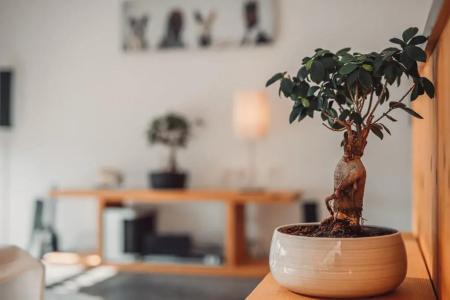 Eco Boutique Ams Beagle - 72