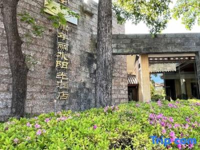 Conifer Lishui Sunlight - 1