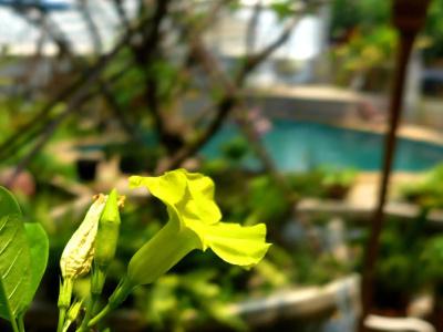 Yi's Garden Villa - 31