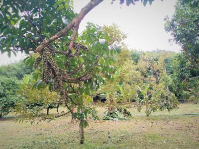Somphoch Garden - 3