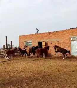 Станица Черноярская - 1