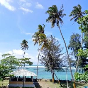 Reef Garden - 13