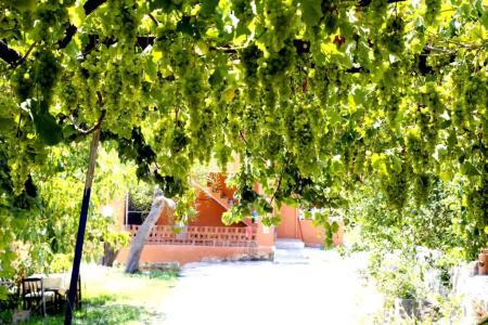Rose Pension - 64
