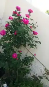 Rose Garden Rooms - 1