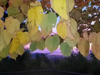 Panoramic - 24