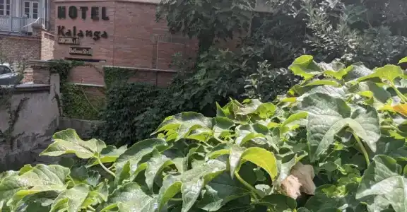 Kalanga - 15