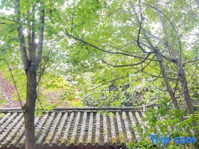 Conifer Lishui Sunlight - 13