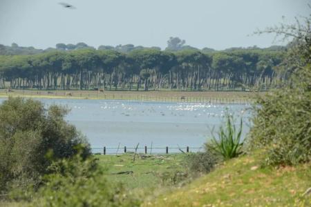 Doñana Blues - 5
