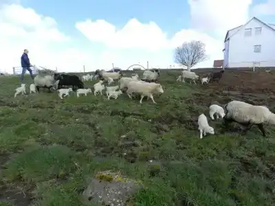 Farmer's - 36