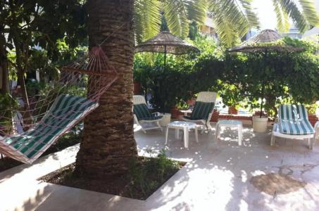 Green Palm - 17