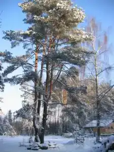Машин Хутор - 4