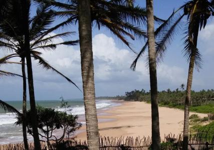 Turtle Bay - 12