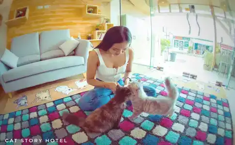 Cat Story - 11