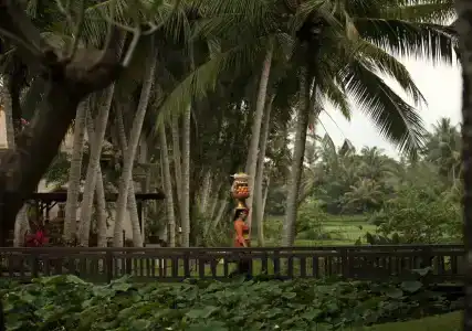 The Ubud Village Resort & Spa - 11