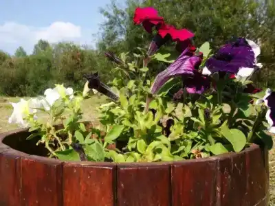 Серебряное копытце - 6