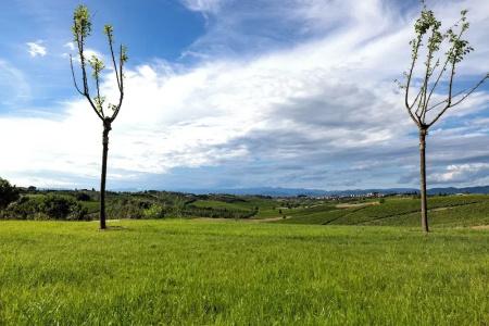 Tenuta Di Colle Alberti - 18