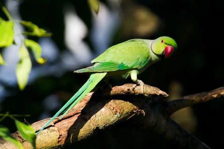 Samadhi Nature Resort - 9