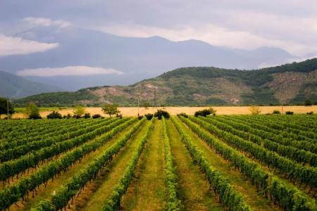 Shaloshvili's Cellar - 2