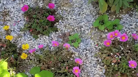 Panoramic - 45