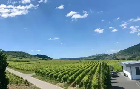 Weingut Gehlen-Cornelius - 81