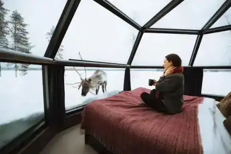 Arctic Fox Igloos - 38