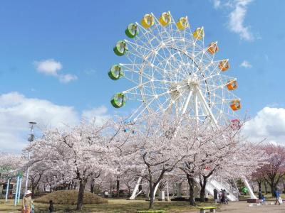 Apa Honhachinohe - 19