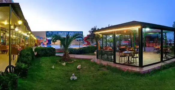 Palmera - 29