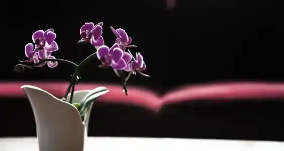 Victor's Residenz-Leipzig - 29