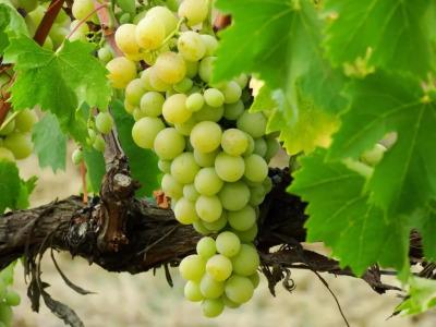 Agriturismo Montegonfoli - 31