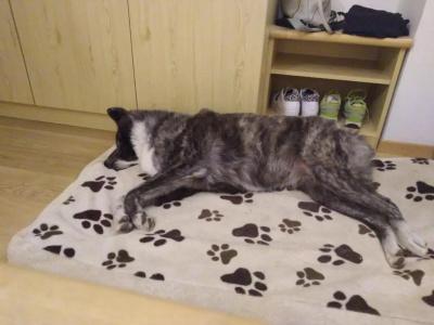 Alpine Touring-petfriendly - 25