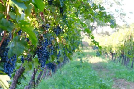 Poggio Al Vento - 36