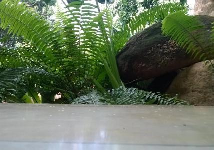 Garcinia Leaf - 15