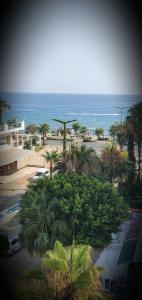 Palmen Apart - 126