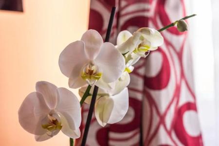 Downtown  Pula - 177