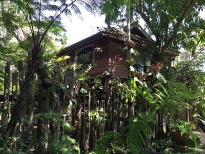 Fern Paradise - 24
