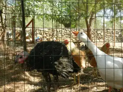 Macchia Salentina - 22