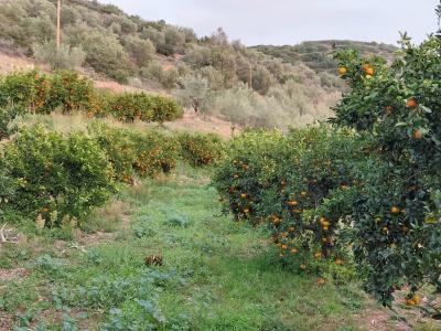 Perivoli Country & Retreat - 93