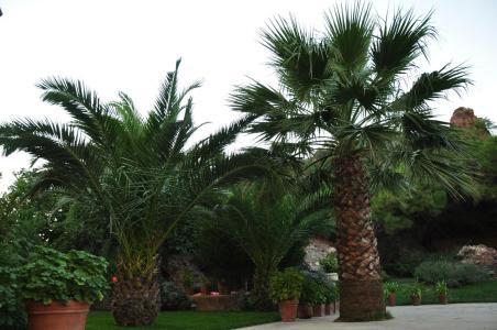 Palm Court Suites - 29