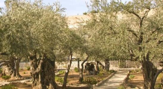 Mount of Olives - 31