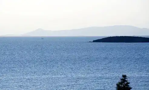 Amarilia - 53