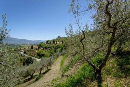Il Poggio degli Olivi - 83