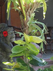 Hibiscus Cottages - 19