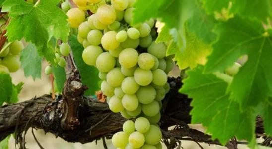 Agriturismo Montegonfoli - 10