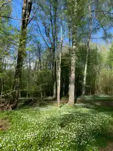 Изба на озере - Пралище - 79