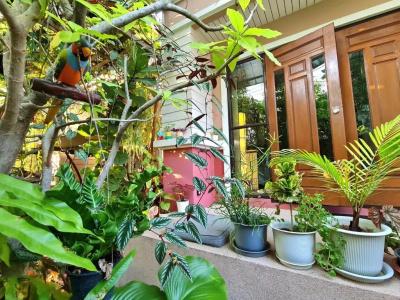 Bed and Terrace Guesthouse Chiang Mai - 91