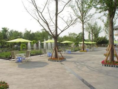 Xi Shu Forest - 10