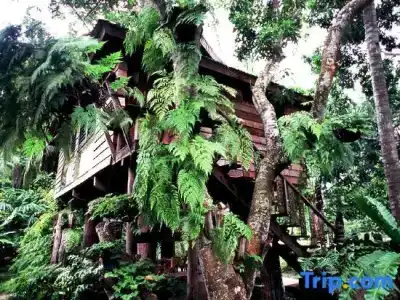Fern Paradise - 35