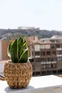 Enattica Suites - 100