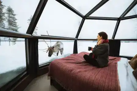 Arctic Fox Igloos - 1