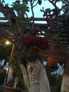 The Bunch Of Grapes Inn - 4